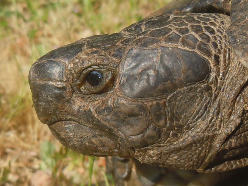 Testudo marginata..